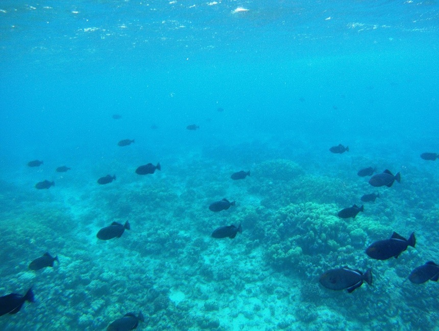 fish1 - EYES Camera - 860 x 650